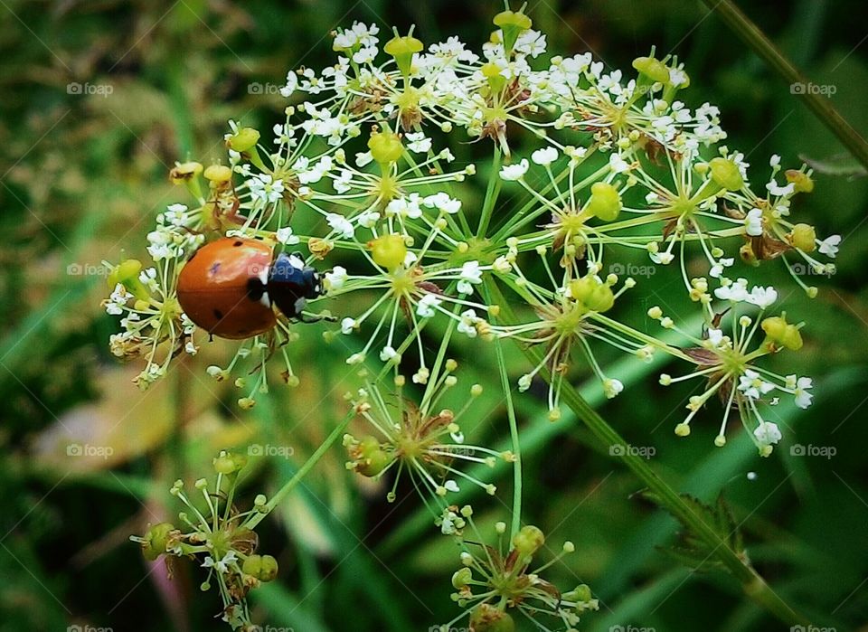 Ladybug on flower