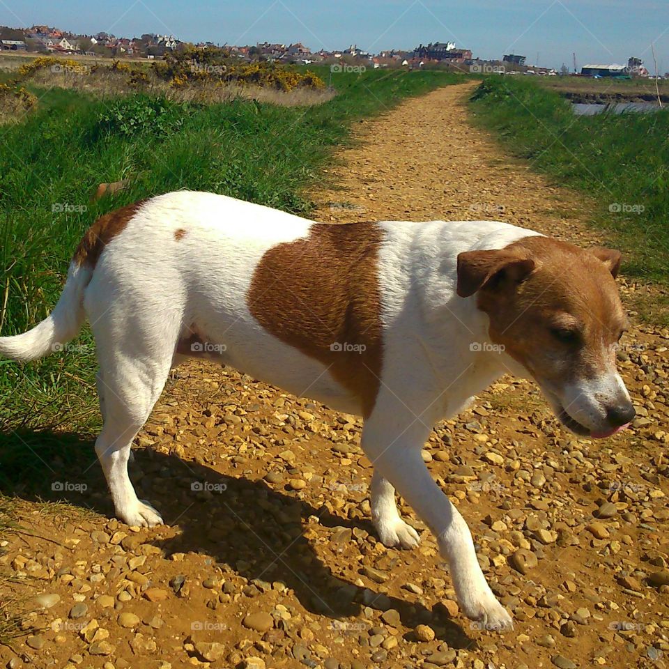 scrumpy . out for a walk with scrumpy on a sunny spring day