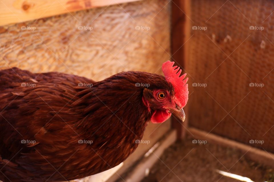 Rhode Island Red hen 