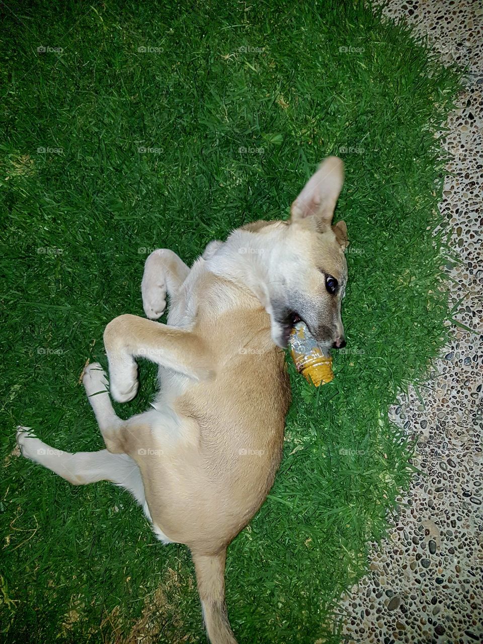 High angle view of dog