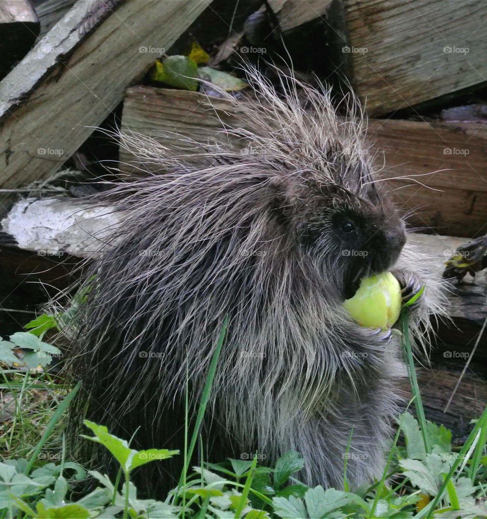 porcupine raiding the orchard
