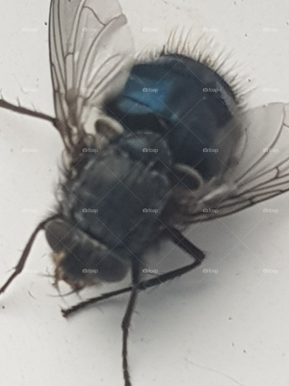 macro fly bluebottle