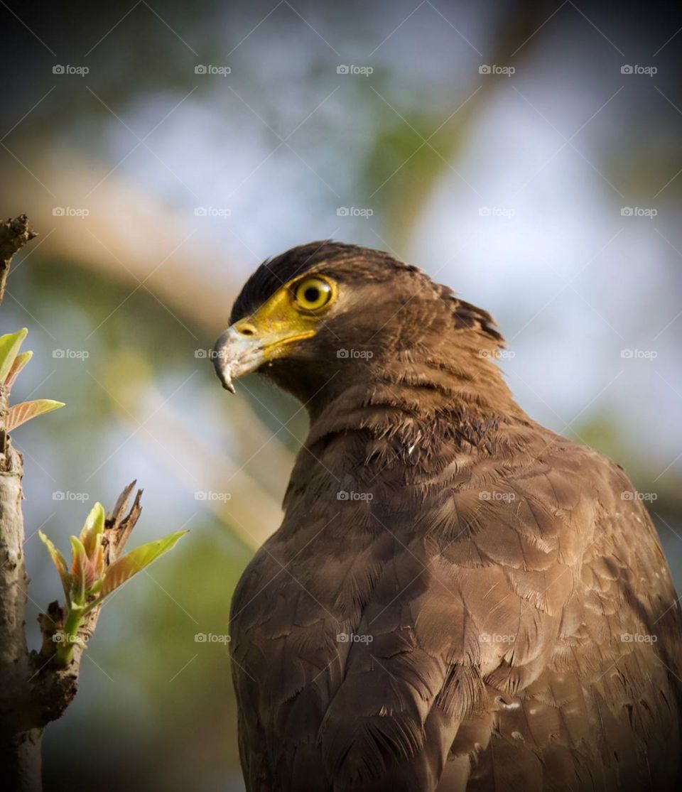 How  much do you like this picture?