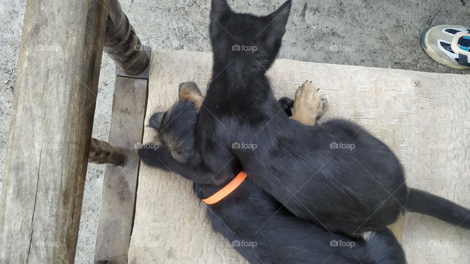 cat and little dog