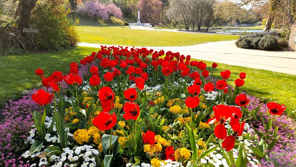 Beautiful red tulip