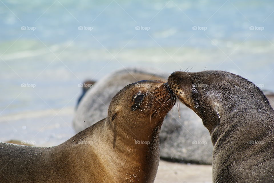 Sea lion kissing