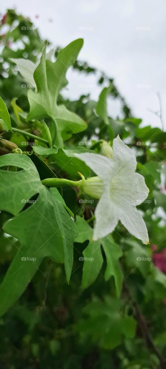 ivy gourd