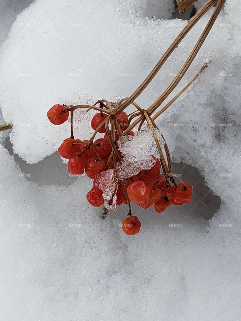 Berries in winter.