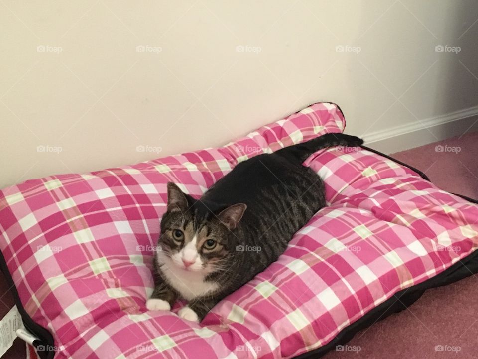 Kayto loves his pink gingham bed.