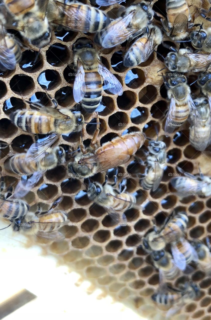 Beekeeping, grafting, queen rearing, queen, rearing, bees, honeybee, honeybees, brood, wax, comb, nectar, capped, eggs, larva, delicate, process, light, dark, frame, foundation, honey, queen, queen bee, nurse bees, foragers