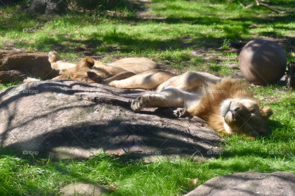 Lions Sleeping 
