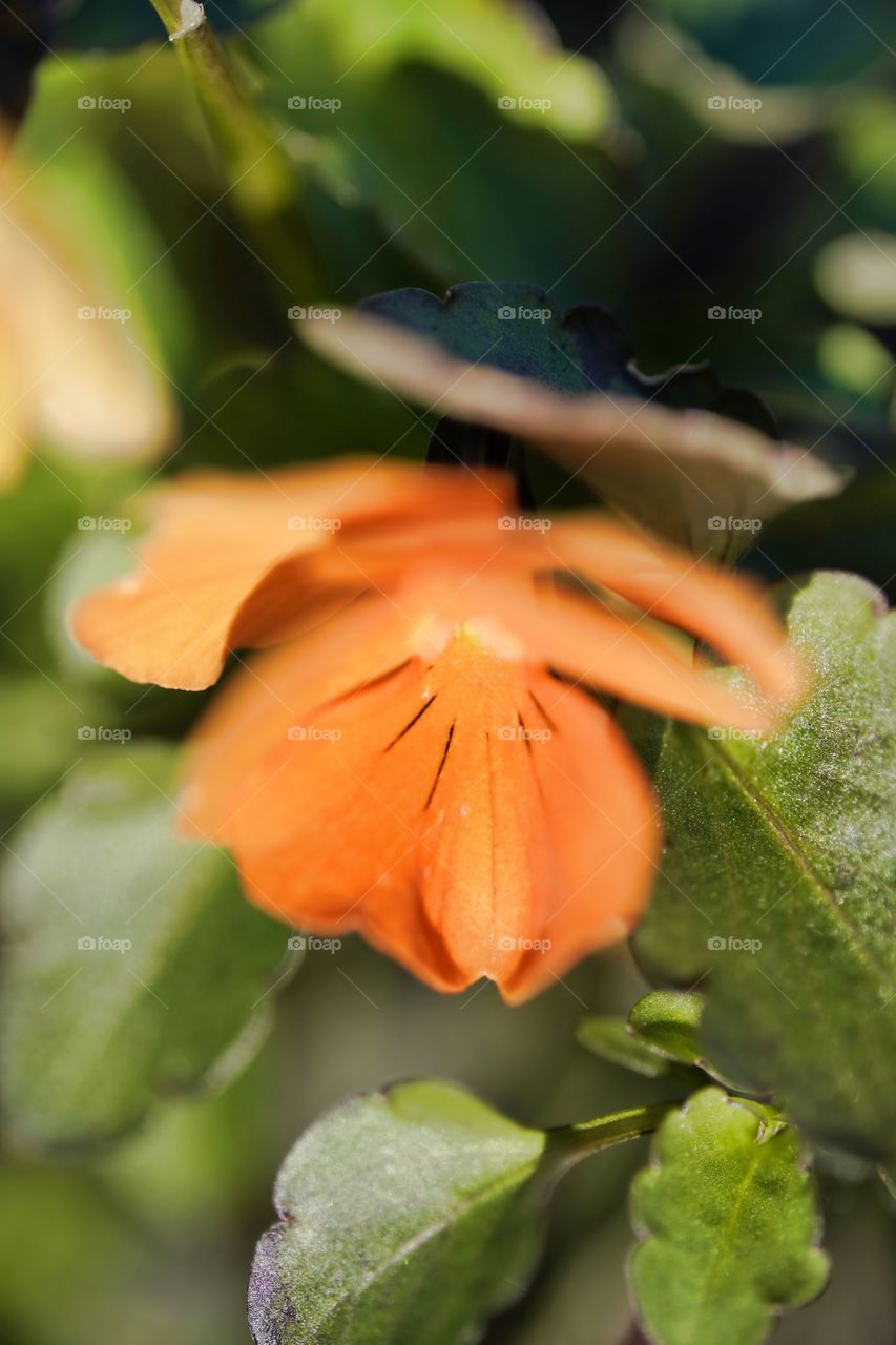 orange flower