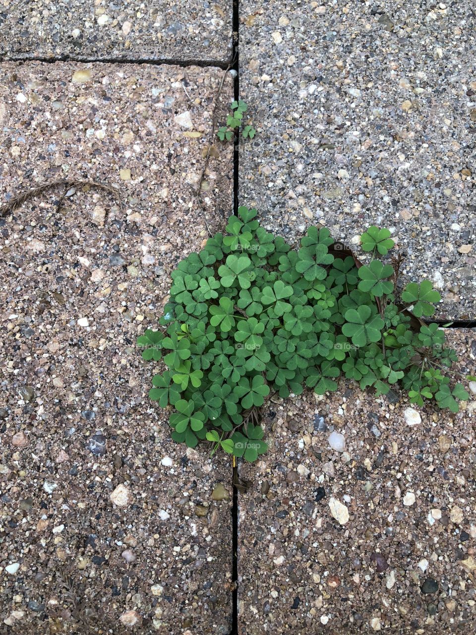Colony of clovers 