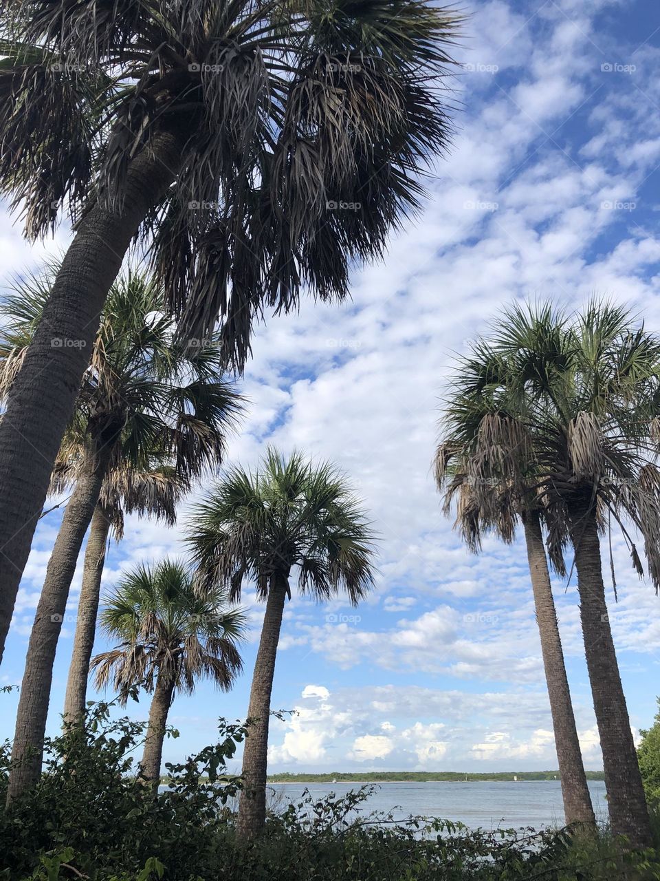 Florida Palms