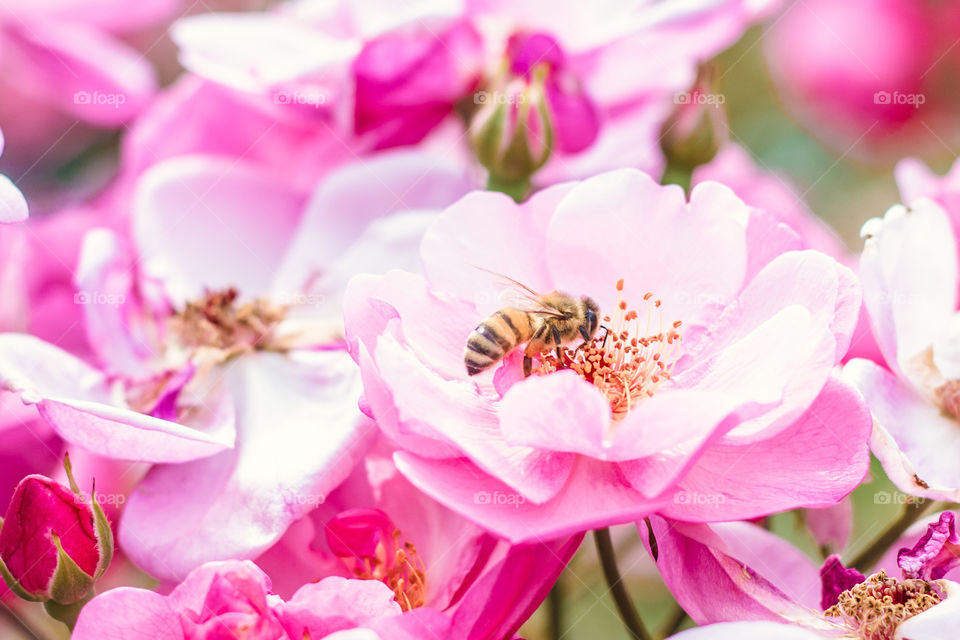 Bee on flower