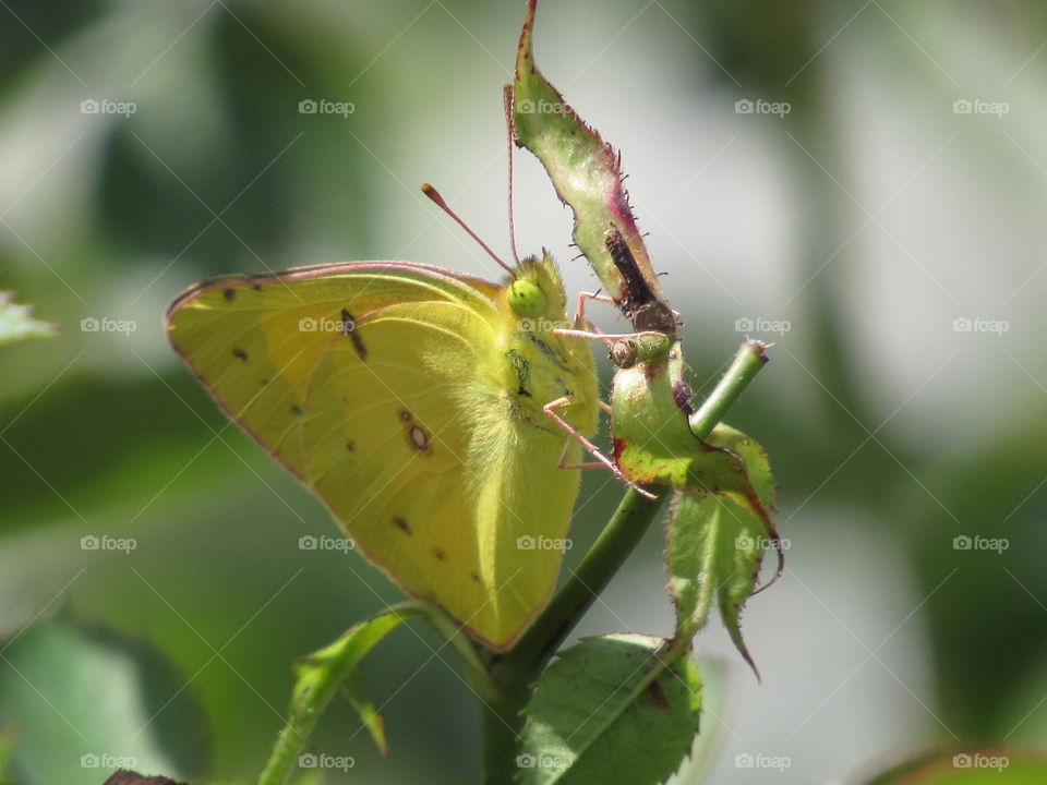 Pink and yellow sulfur butterfly