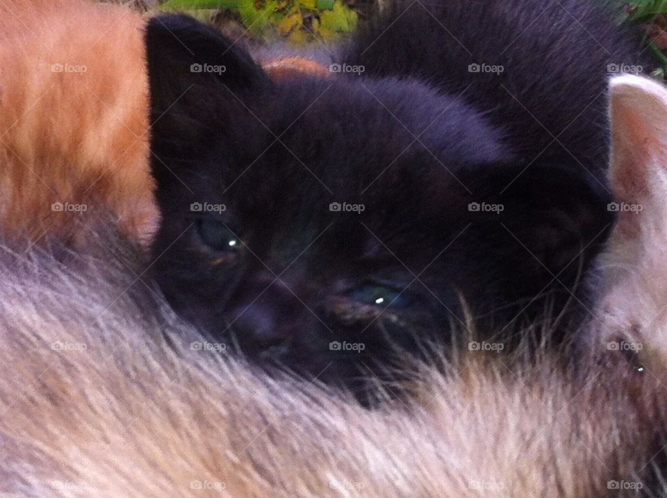 A tiny black 'ranch kitten' resting on his mamma.