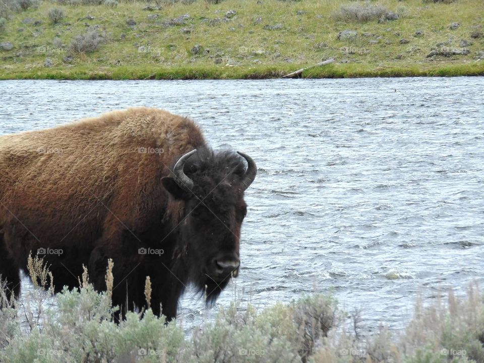 Wild bison in Yellowstone national park. 