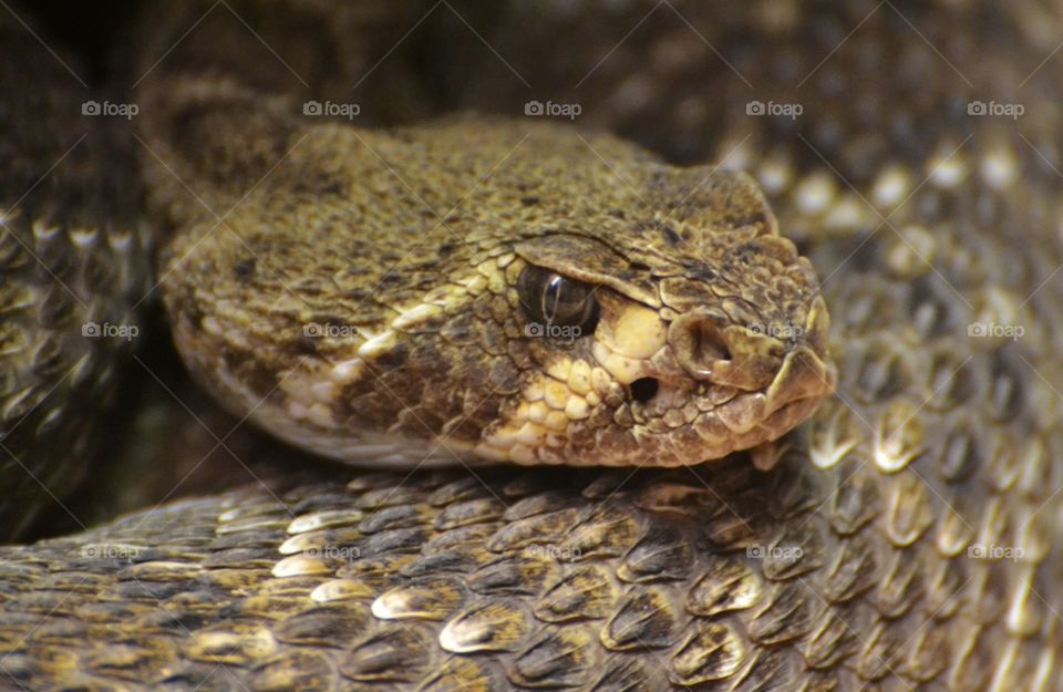 Diamondback Rattlesnake 