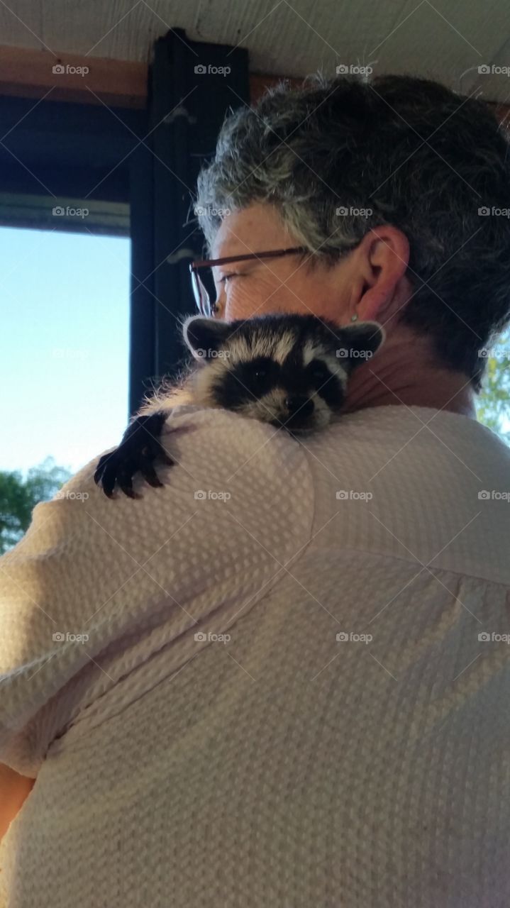 Baby raccoon . Rescued from my attic 
