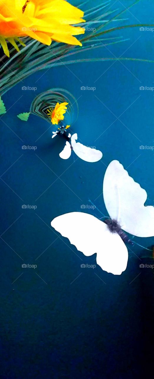 yellow flower and white butterfly