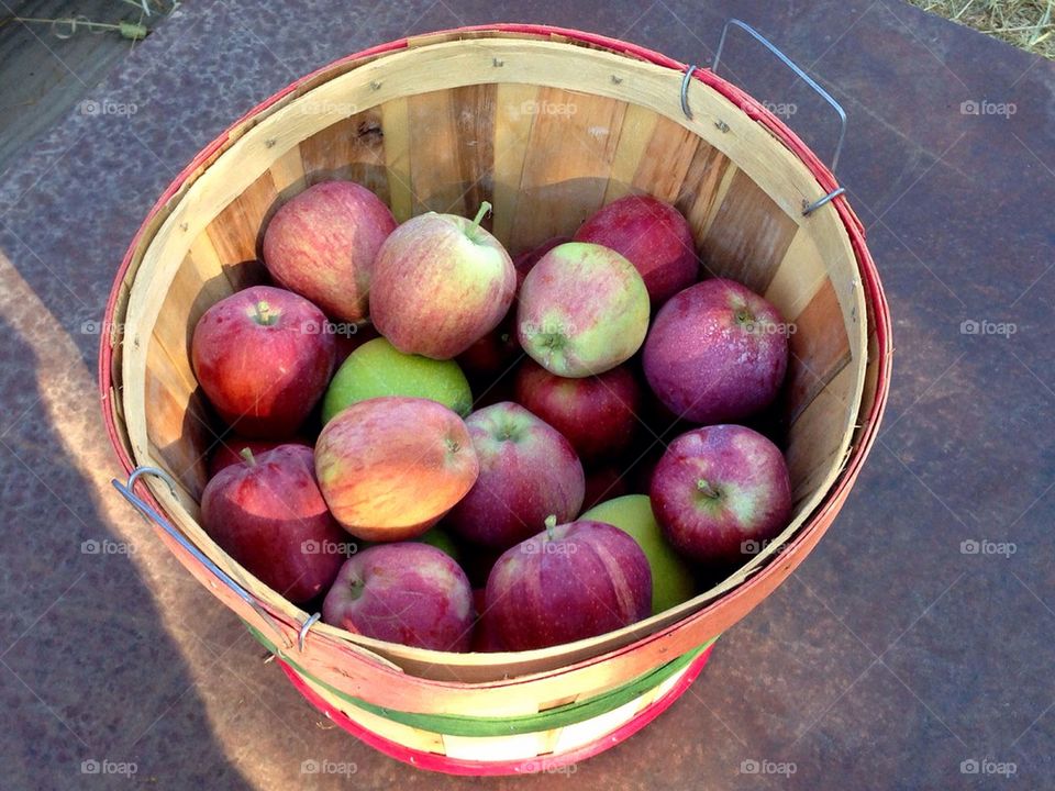 Picked Apples 