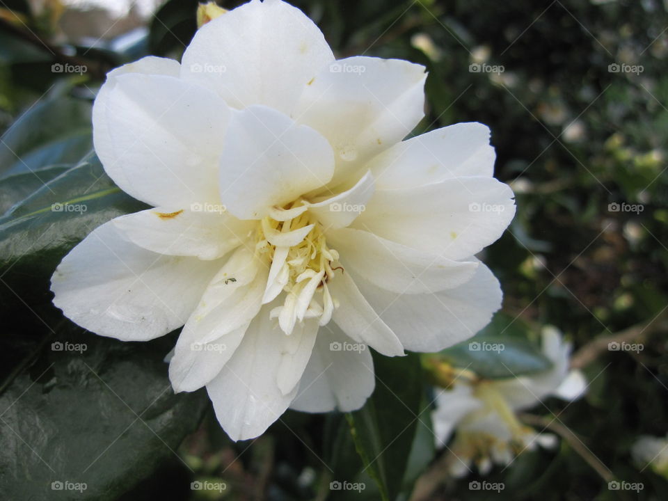 Flower, Nature, No Person, Leaf, Flora