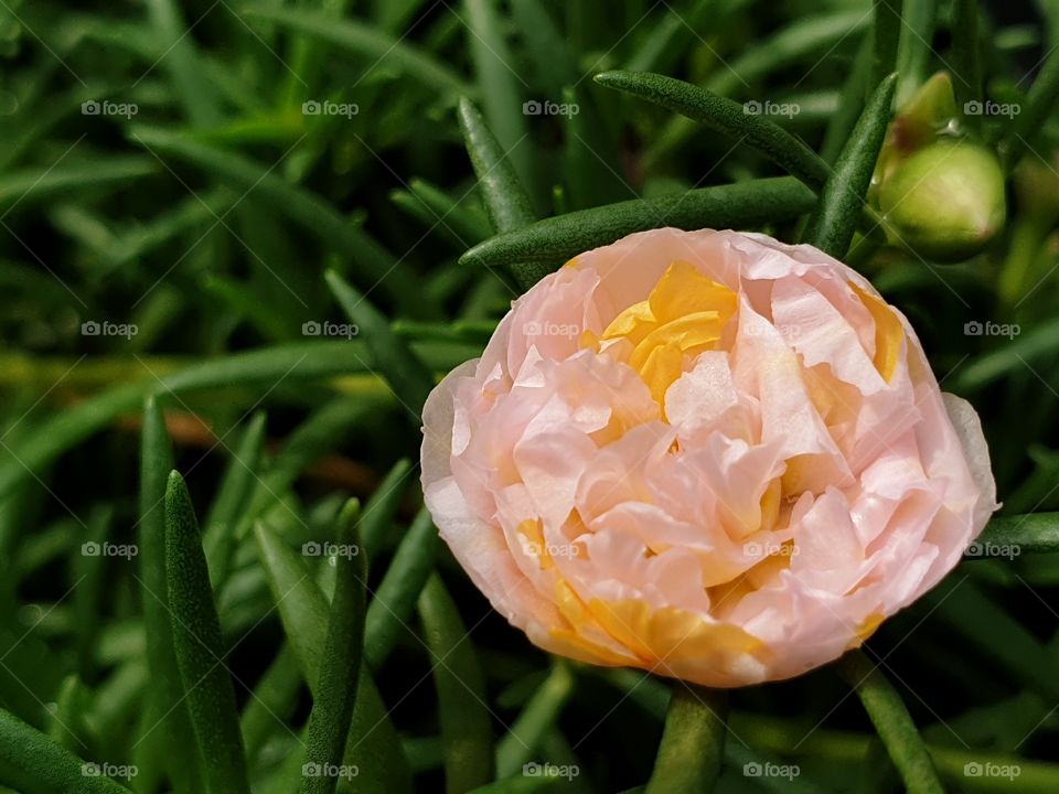 the beautiful flowers