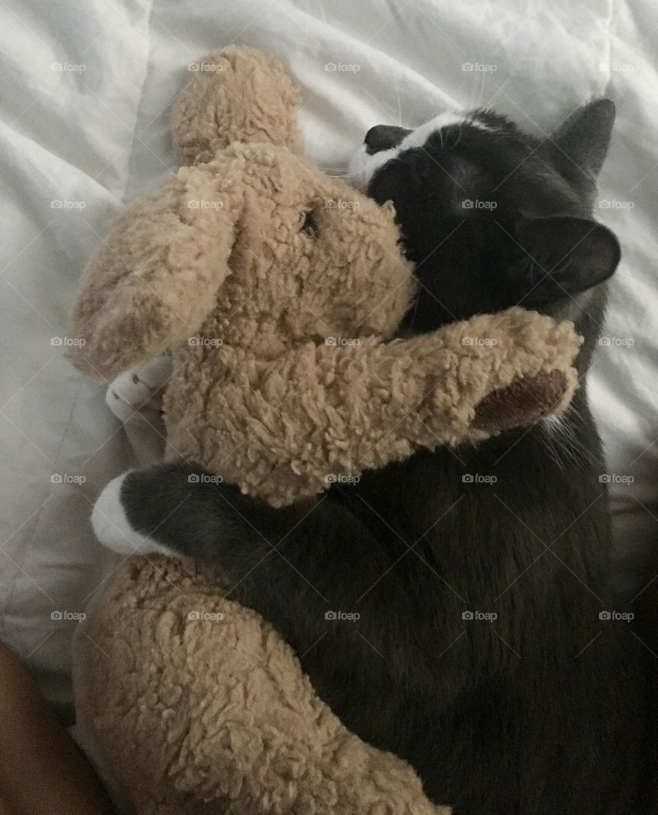 Cat hugging a stuffed dog