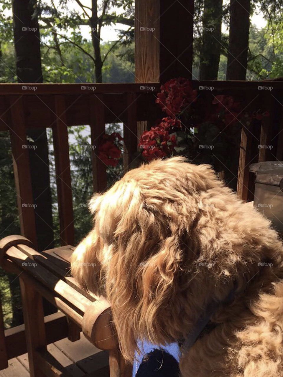 This is my best friends dog. We were sitting outside on the porch while he protected his land from other animals like squirrels. They have a beautiful atmosphere at their lake house, with tons of privacy and nature. It’s the best!