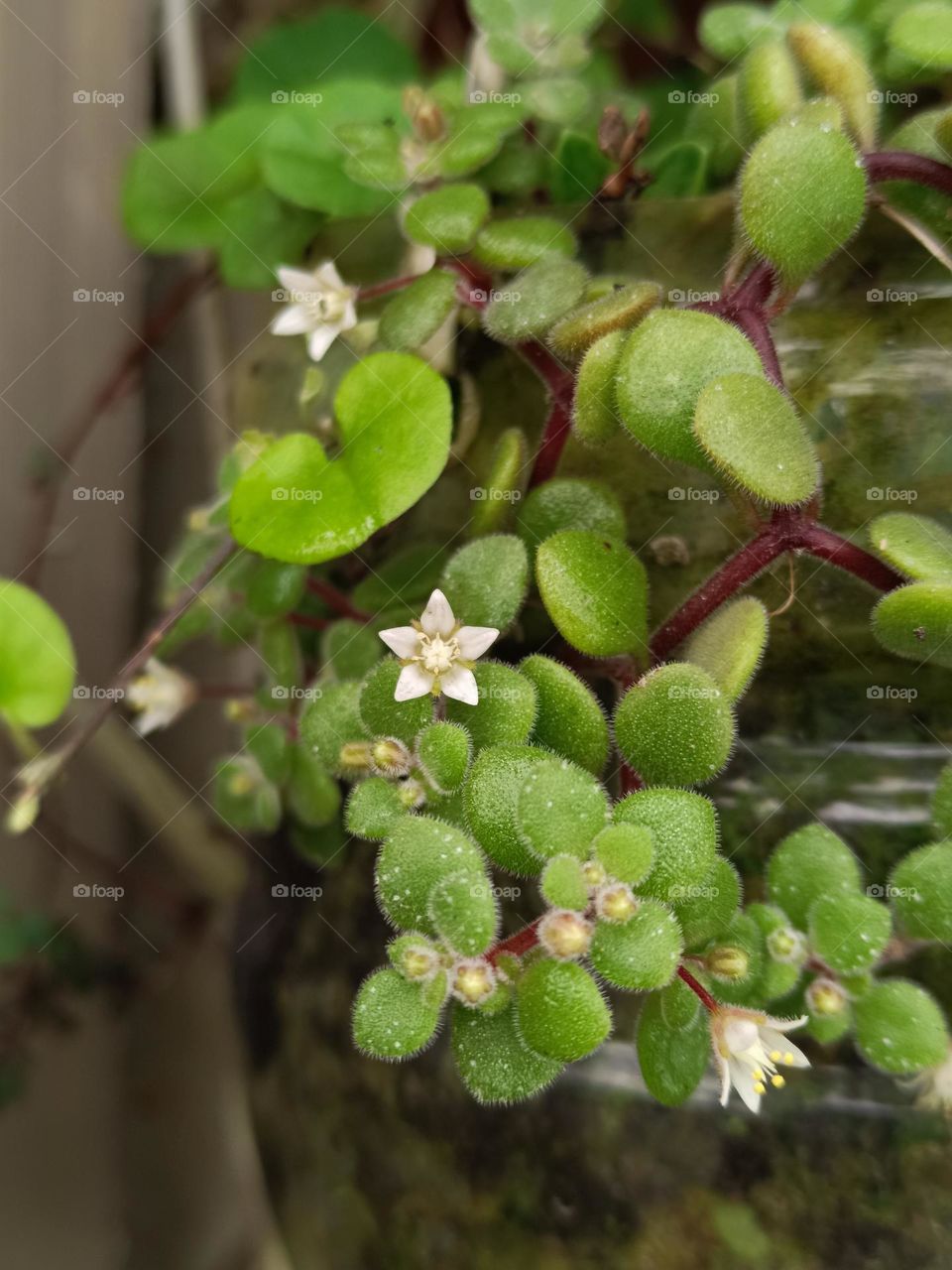 Crassula expansa subsp. fragilis