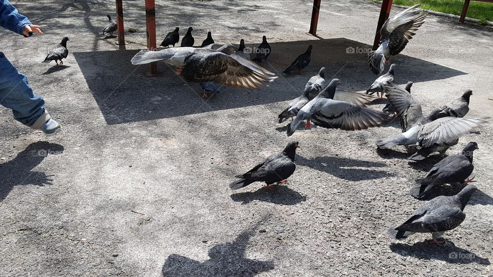 doves running and flying away from kid