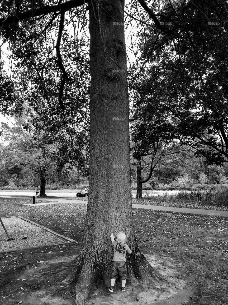 tree vs boy