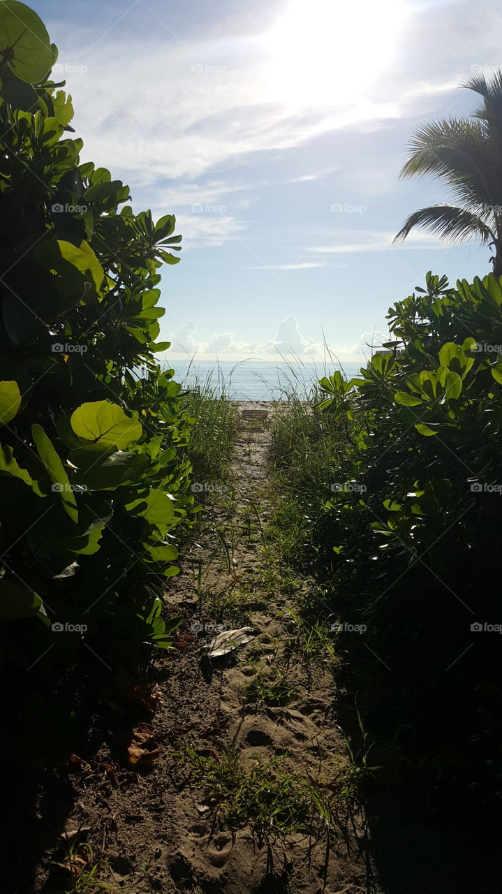 Morning sunlight path toward a beautiful beach in Palm Beach