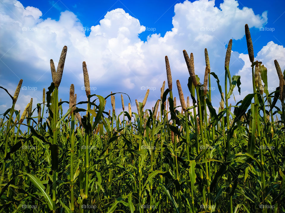 A beautiful landscape with a cornfield and blue sky