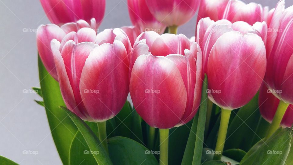 Close up of pink tulips