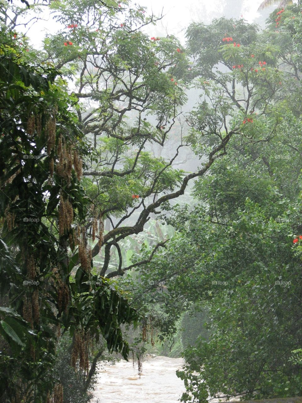 Kauai 