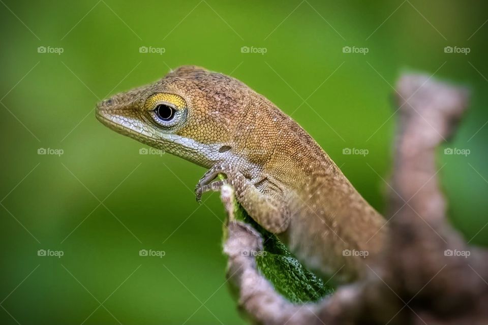 A juvenile Carolina Anole is quite curious. Raleigh, North Raleigh. 