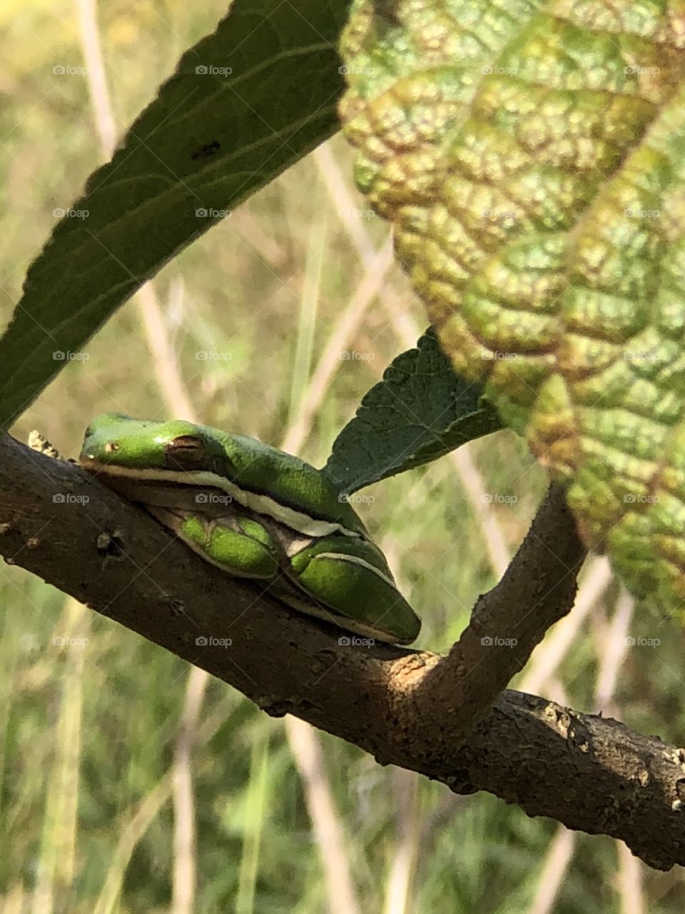 Tree frog taking a nap 