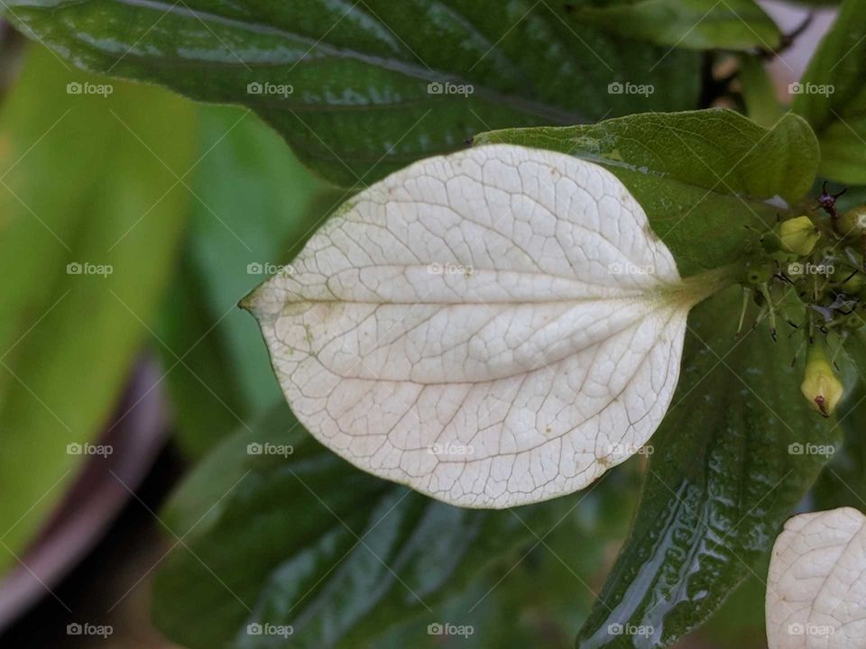 white leafs