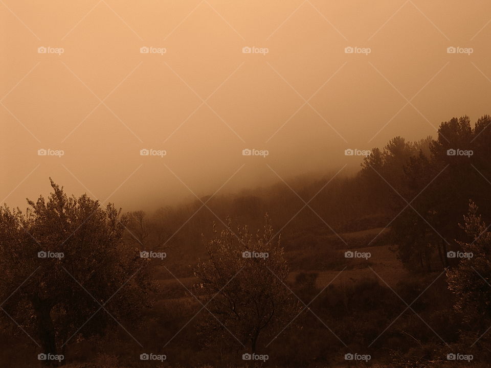 Misty dusk on a field of olive trees