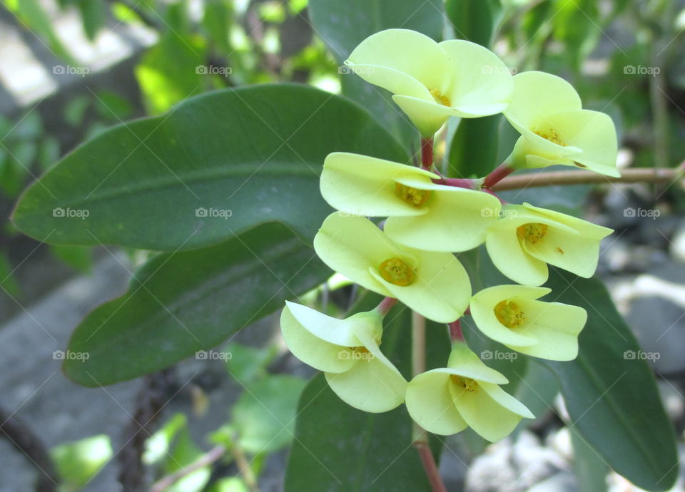 Yellowish flower . . .