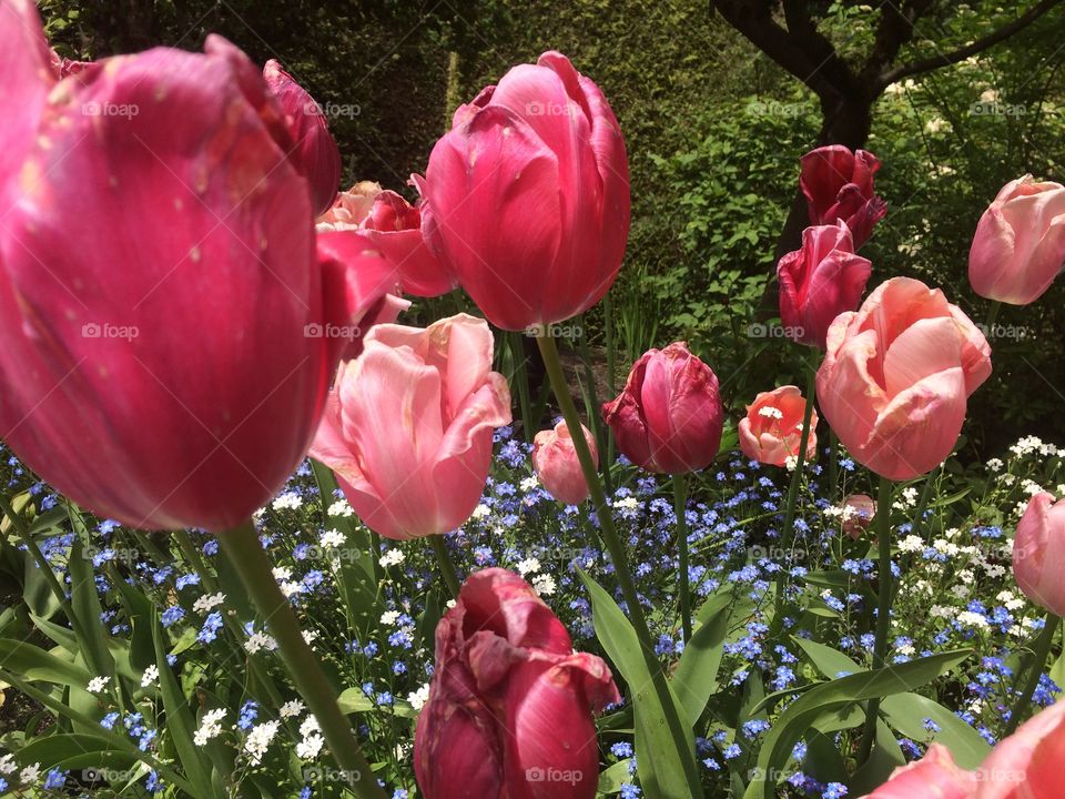 Tulips after a fresh rain shower 