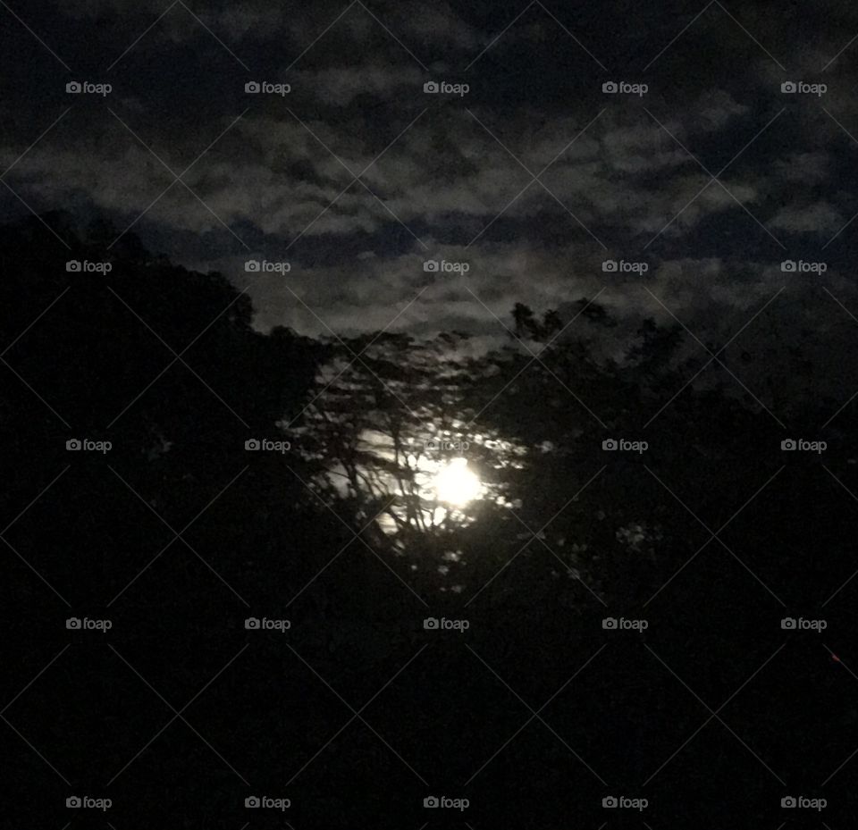 Moon rising behind the trees.🌕