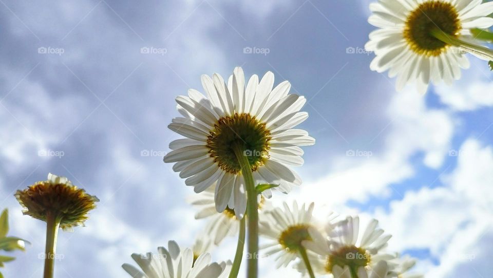 flowers look at the sky, daisies, summer, june, warm sunny day, sky, clouds