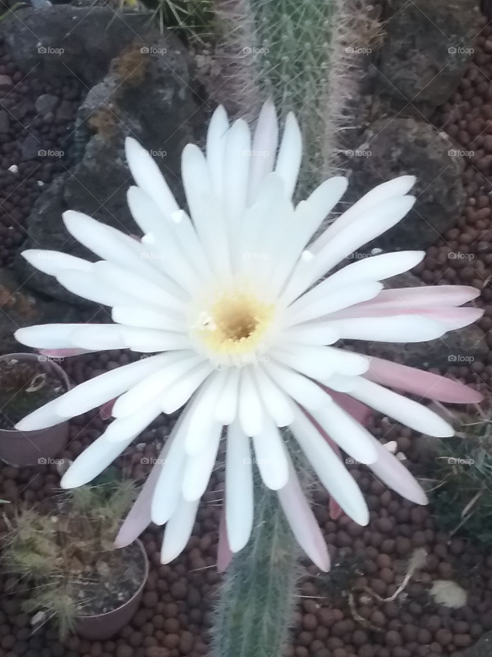 beautiful cactus flower this morning