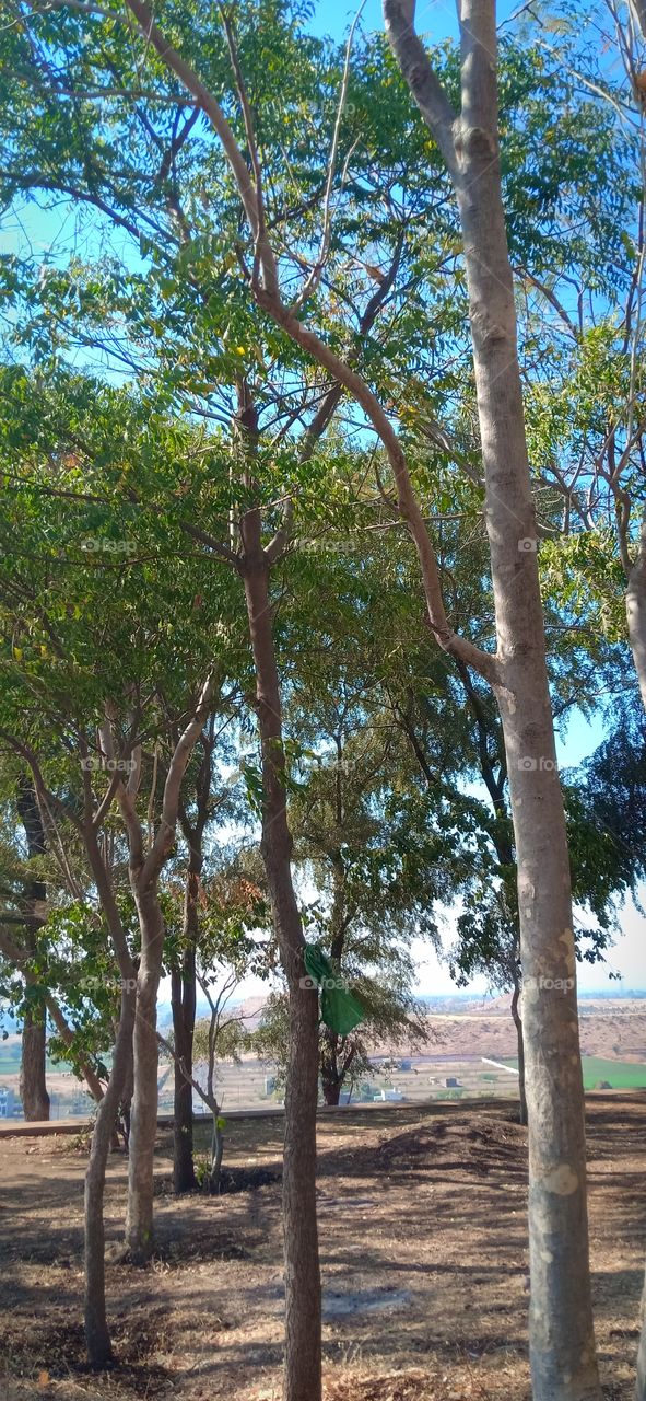Beautiful Trees at Piranpeer, Sanawad, India