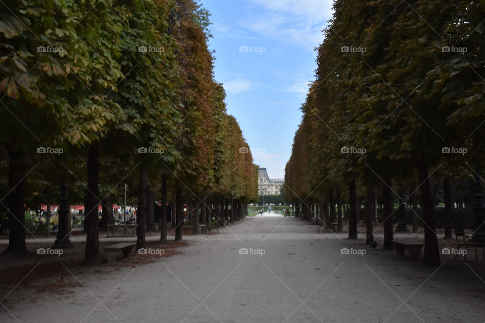 Walking on a path of trees