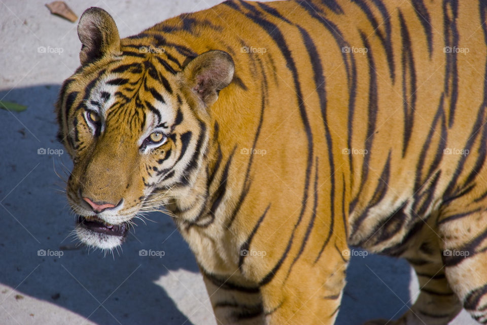 THE BENGAL TIGER IN PATTAYA THAILAND