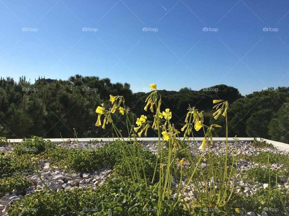 Yellow flowers opening with sunlight 